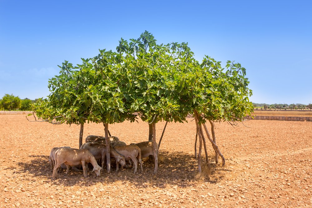 rural