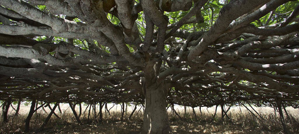 Las higueras de Formentera, un emblema natural de la isla