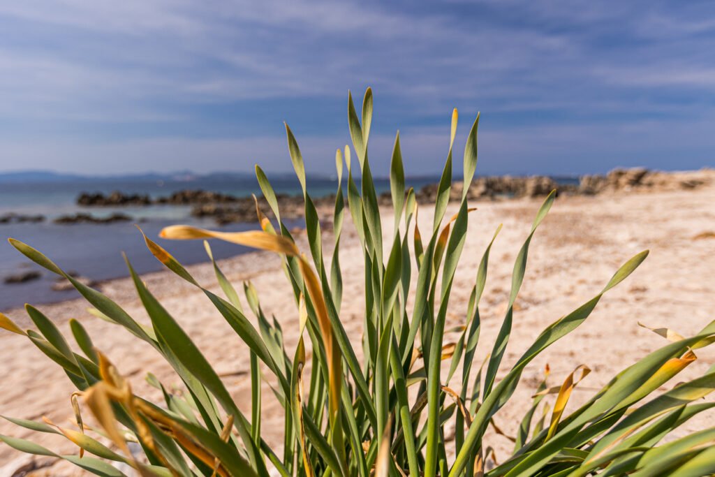 estany peix