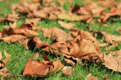 autumn-473059_1280