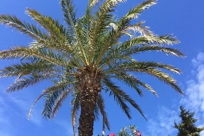 sant_francesc