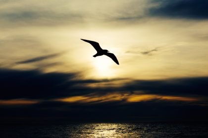 aves en formentera alquiler moto formentera