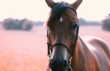 Le migliori attività da realizzare a Formentera noleggiare un veicolo