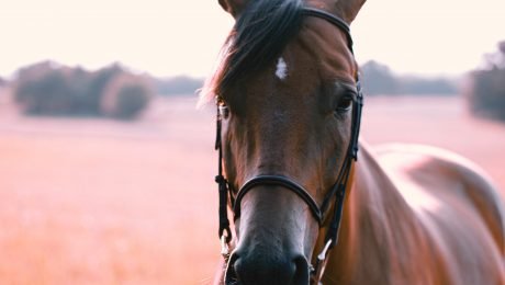 Le migliori attività da realizzare a Formentera noleggiare un veicolo