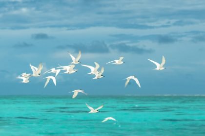 aves aves