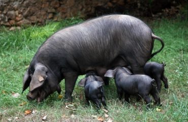 porc-negre